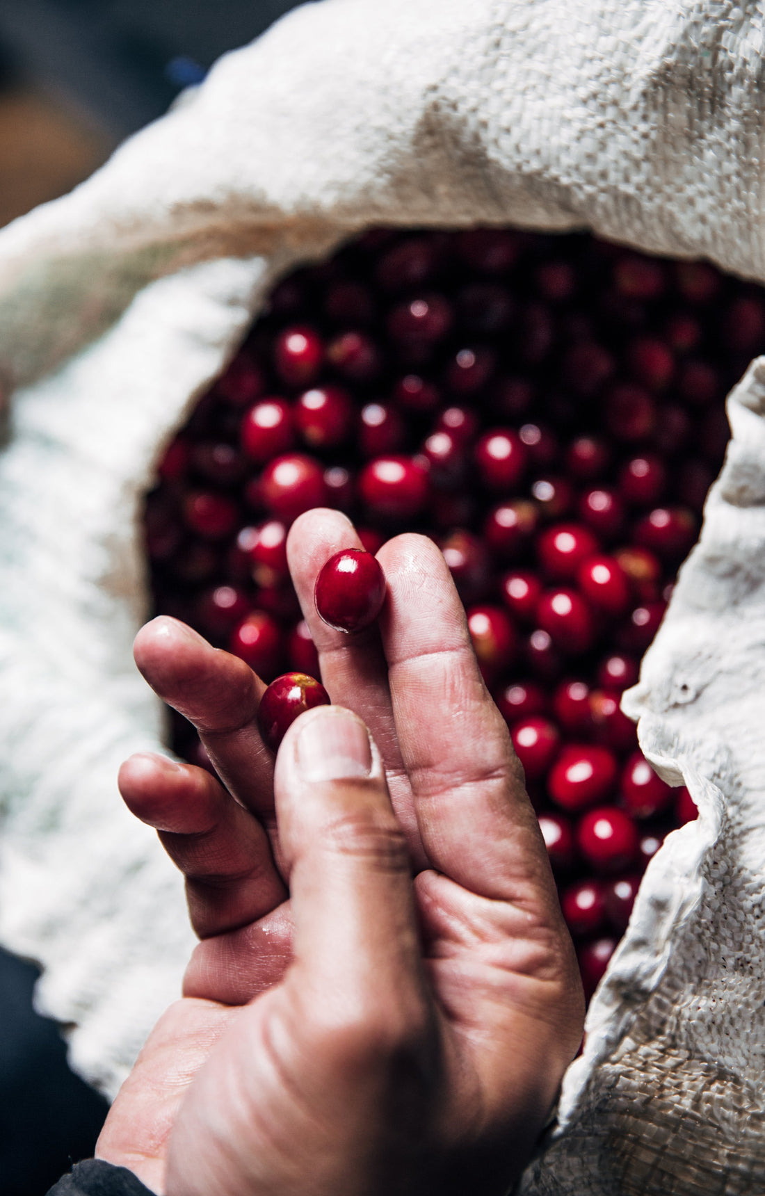 Arabica coffee hits highest since February on supply concerns